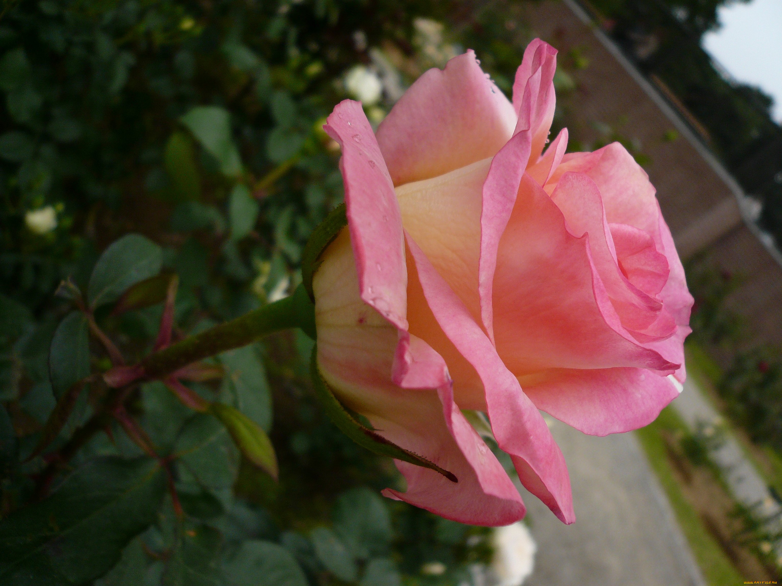 , , rose